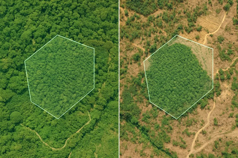Side‑by‑side top‑down satellite views of an Indonesian coffee plot outlined by a bright polygon: the older image shows dense intact canopy; the recent image shows the same plot still intact with small clearing scars visible outside the boundary, illustrating no deforestation within the plot.